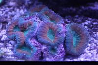 Brain Coral Lobophyllia Thumbnail