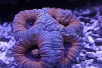 Brain Coral Lobophyllia Thumbnail