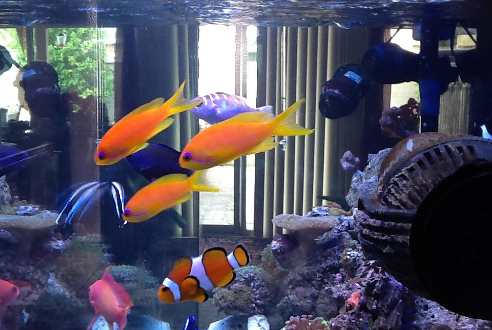 Lyretail Anthias