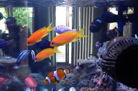 Lyretail Anthias Thumbnail