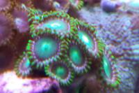 Zoanthid Thumbnail