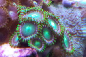 Zoanthid