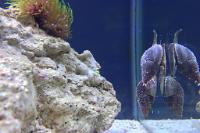 Nassarius Snail Thumbnail