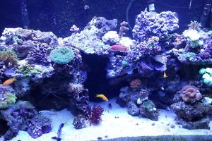 240 gallon acrylic mixed reef Thumbnail