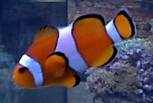 Ocellaris Clownfish