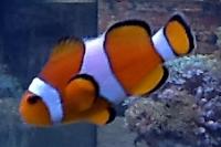 Ocellaris Clownfish Thumbnail