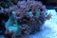 Elegance Coral Thumbnail