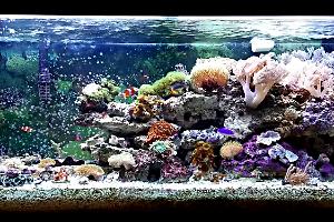 75 Gal Reef Thumbnail