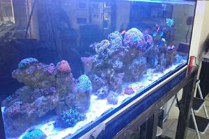 The Reef Tank Thumbnail