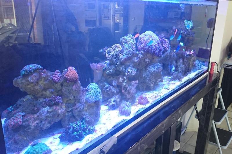 The Reef Tank Thumbnail