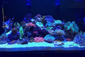 CRB Reef Aquarium Thumbnail