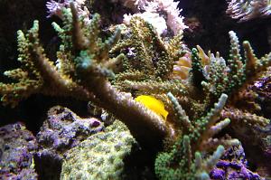 Yellow Coral Goby Thumbnail