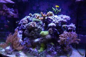 Reef Thumbnail