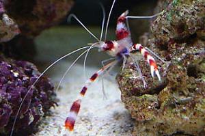 Banded Coral Shrimp Thumbnail