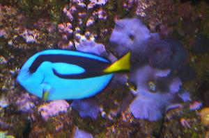 Mushroom Coral Purple Thumbnail