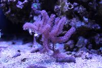 Rusty Gorgonian Thumbnail