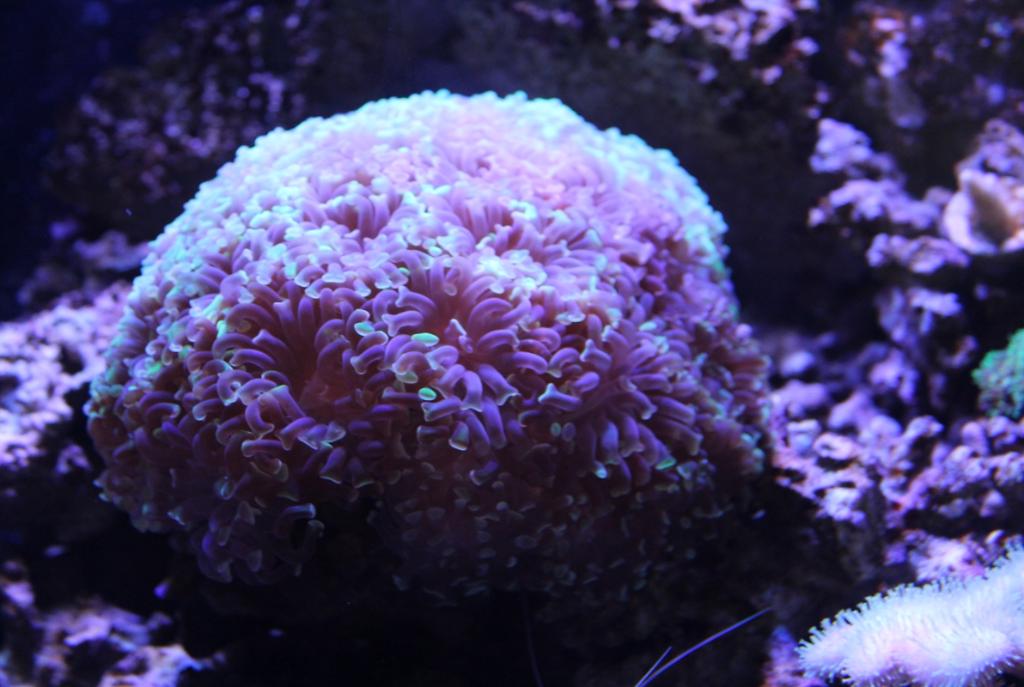 Purple Green Branching Hammer Coral