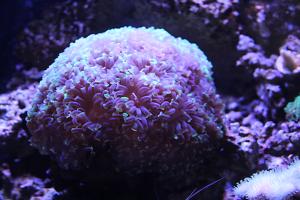 Purple Green Branching Hammer Coral Thumbnail