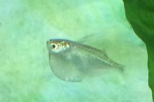 Common Hatchetfish Thumbnail