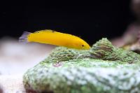 Yellow Wrasse Thumbnail