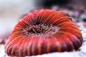 Brain Coral Trachyphyllia Thumbnail