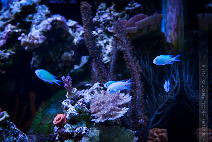 Blue/Green Reef Chromis