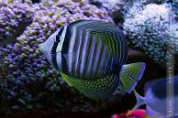 Sailfin Tang Desjardini Thumbnail