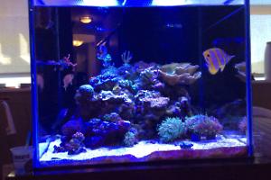 Kuro's DIsplay Tank Thumbnail