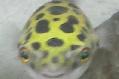 Green Spotted Puffer Thumbnail