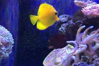 Yellow Tang