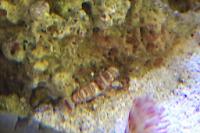 Tiger Pistol Shrimp Thumbnail