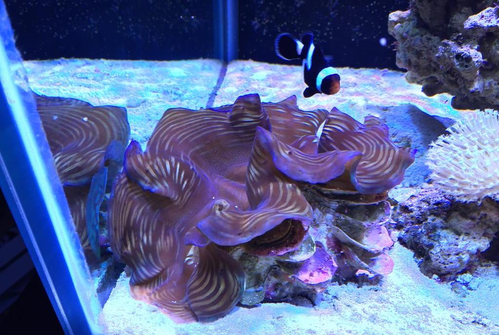 Squamosa Clam