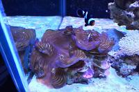 Squamosa Clam Thumbnail