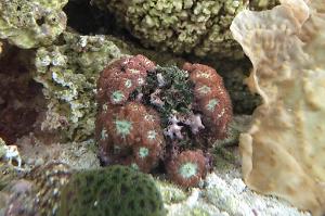 Blastomussa Coral Thumbnail