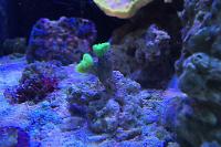 Candy Cane Coral Thumbnail