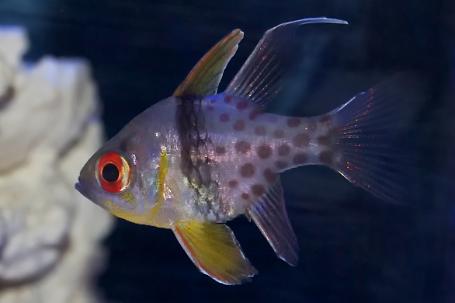 Spotted Cardinalfish Thumbnail