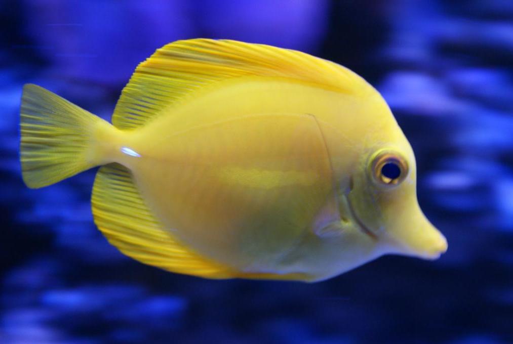 Yellow Tang