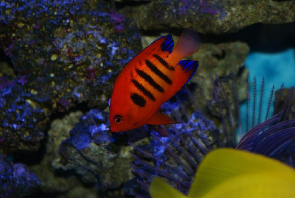 Flame Angelfish