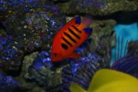 Flame Angelfish Thumbnail