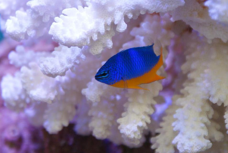 Azure Damselfish