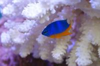 Azure Damselfish Thumbnail