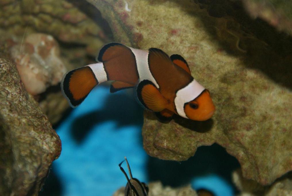 Ocellaris Clownfish