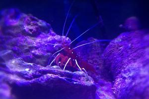 Blood Red Fire Shrimp