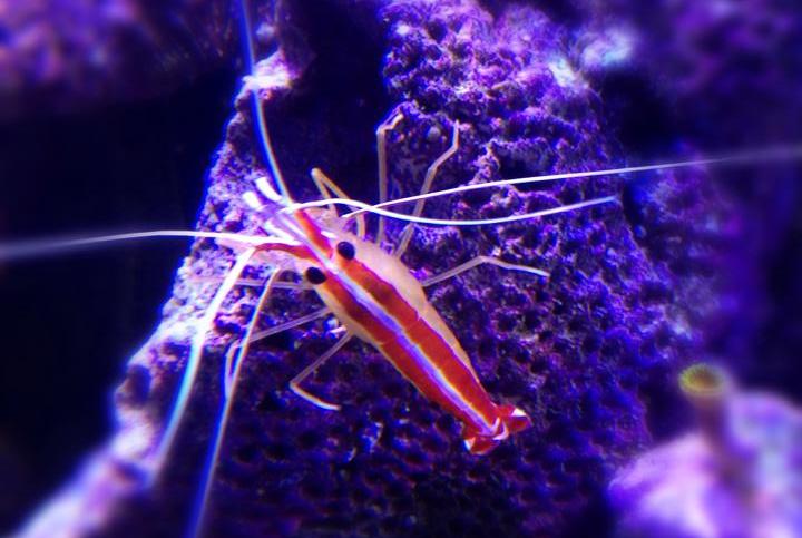 Red Line Cleaner Shrimp