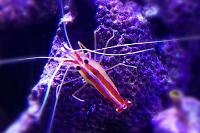 Red Line Cleaner Shrimp Thumbnail