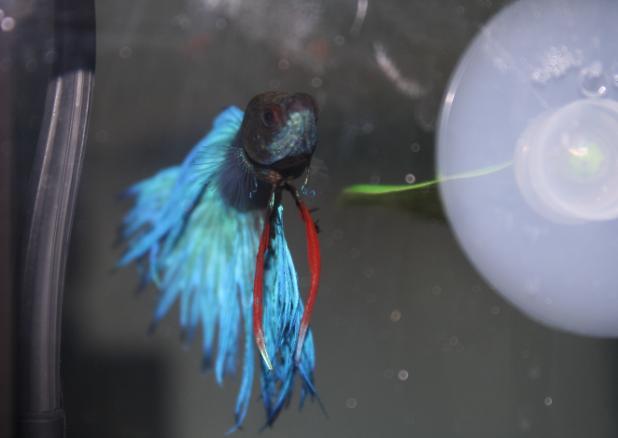 Betta