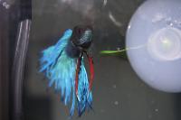 Betta Thumbnail