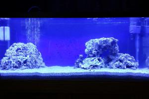 My Reef Tank Thumbnail