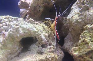 Red Line Cleaner Shrimp Thumbnail