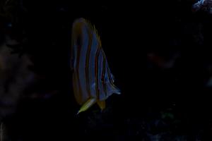 Copperband Butterflyfish Thumbnail